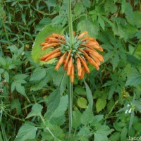 Leonotis nepetifolia (L.) R.Br.